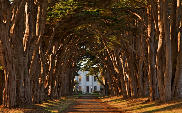 20 Photos of Tree Tunnels That You Must Walk Through It