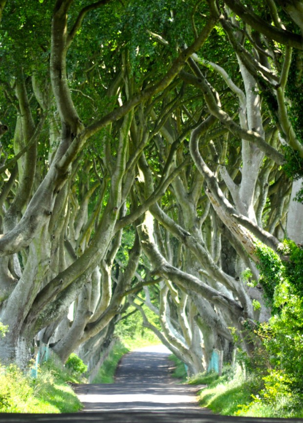 20 Photos of Tree Tunnels That You Must Walk Through It