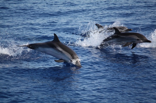 Panarea-1-620x413 9 Cool Pics of Panarea Island in Italy