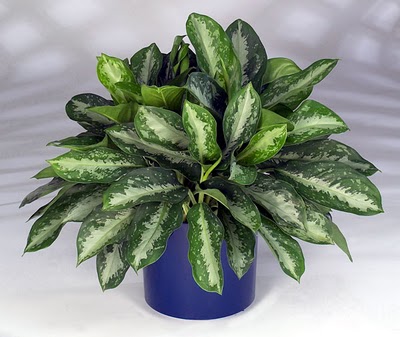 Improve Your Indoor Air Quality with 15 Houseplants - Part 2