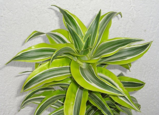 Improve Your Indoor Air Quality with 15 Houseplants - Part 2