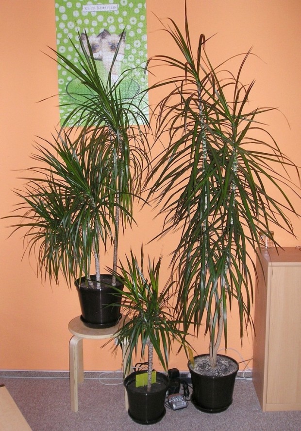 Improve Your Indoor Air Quality with 15 Houseplants - Part 1