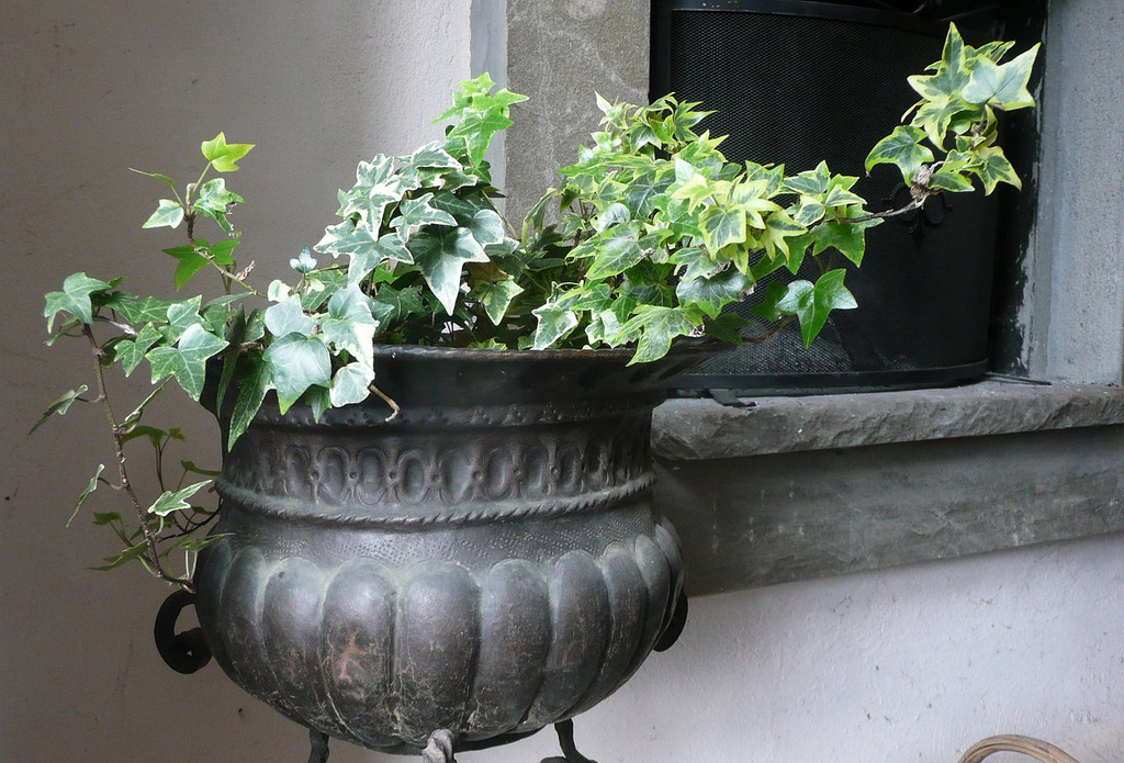 Improve Your Indoor Air Quality with 15 Houseplants – Part 2