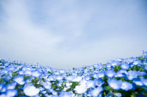 Hitachi Park - Field with Blue Flowers that will Hypnotize You