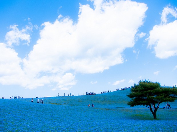 Hitachi Park - Field with Blue Flowers that will Hypnotize You