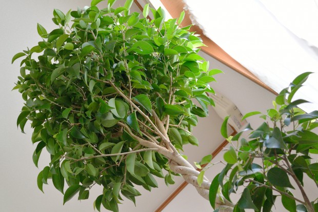 Weeping-fig-Ficus-benjamina-620x413 Improve Your Indoor Air Quality with 15 Houseplants - Part 1