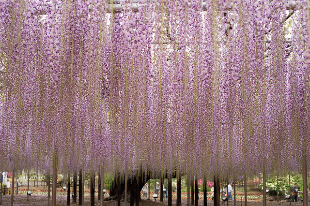 Meet Ashikaga Flower Park Through 8 Unusual Photos