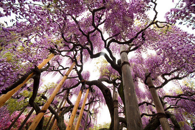 Meet Ashikaga Flower Park Through 8 Unusual Photos