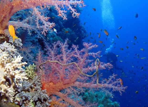 The World's 10 Largest Coral Reefs
