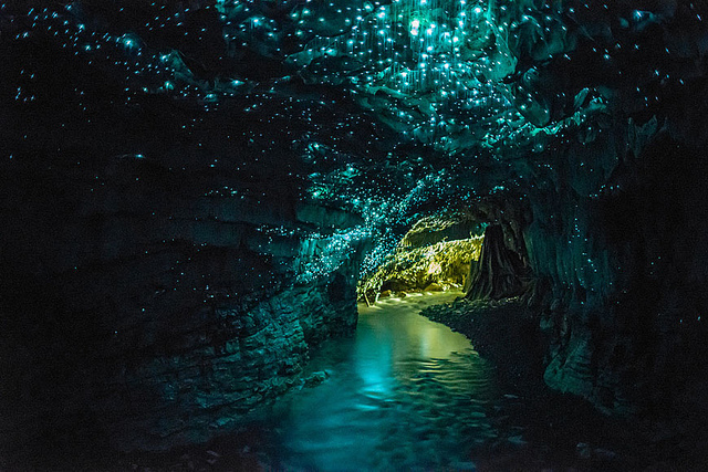 Waitomo Glowworm – Fairly tale cave