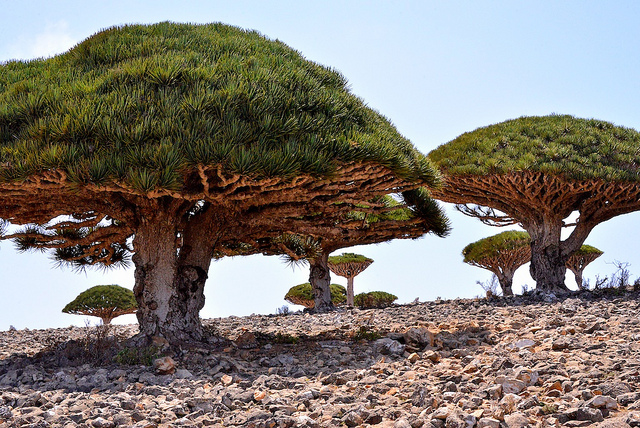 Meet Socotra Island through 10 Awesome Pics