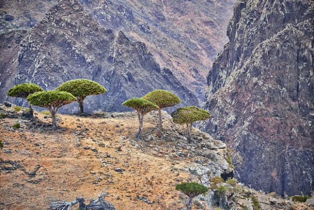 Meet Socotra Island through 10 Awesome Pics
