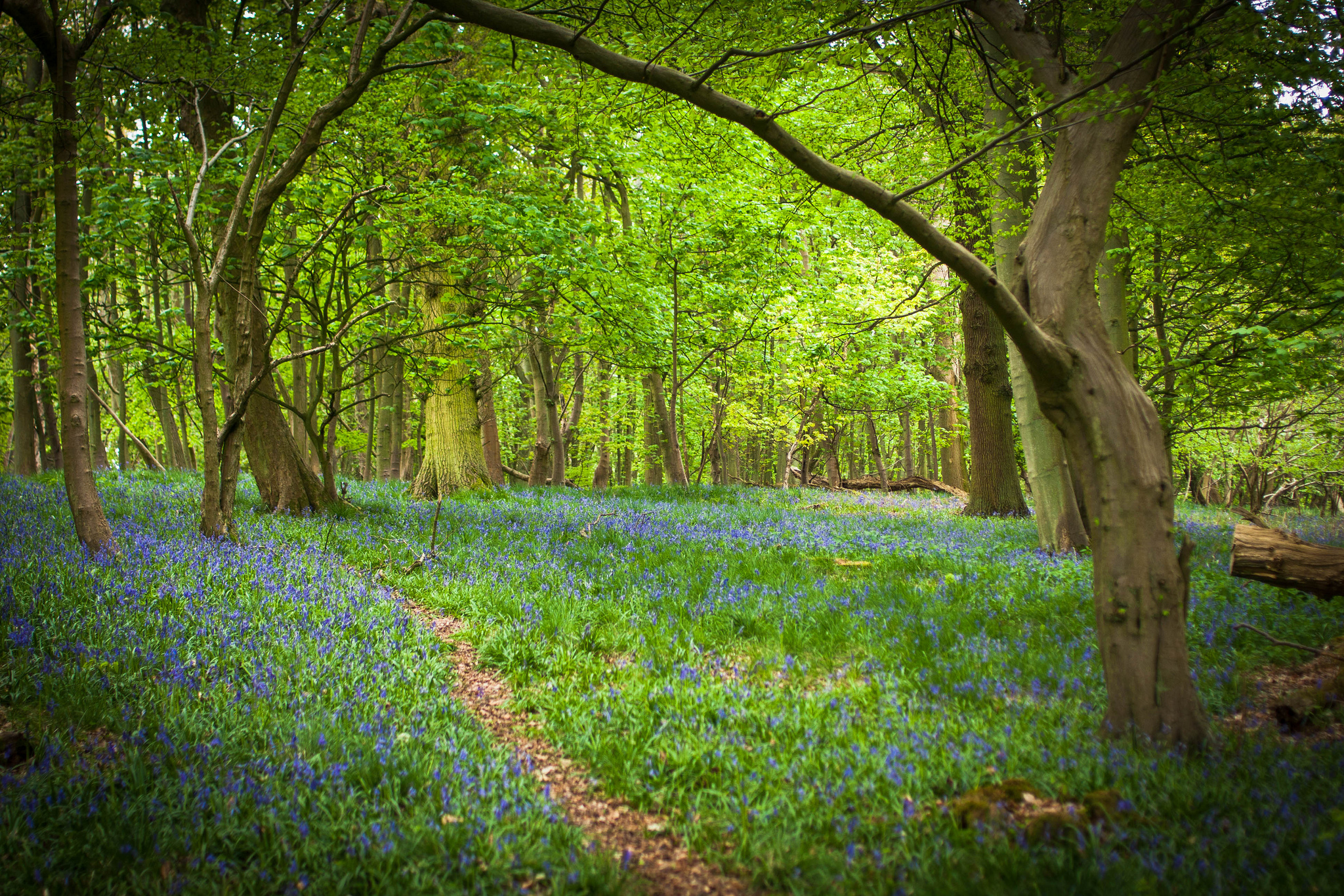 Top 10 Enchanted Forests in UK