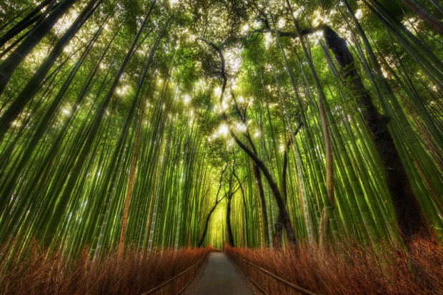 Enjoy The Beauty of Sagano Bamboo Forest