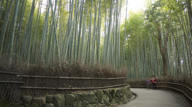 Enjoy The Beauty of Sagano Bamboo Forest