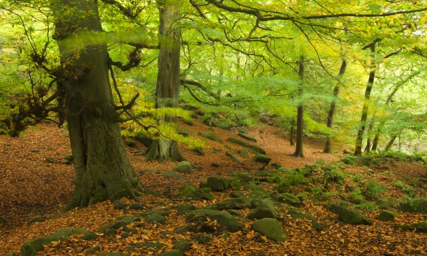 Top 10 Enchanted Forests in UK