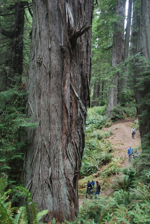 Connect With the Nature in Redwood National Park