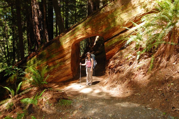 Connect With the Nature in Redwood National Park