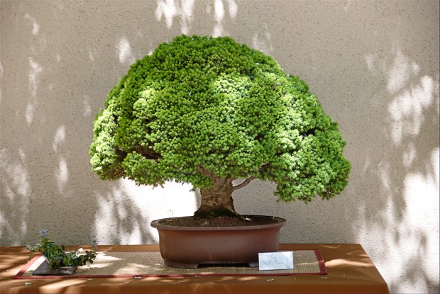 Bring a Tiny Nature in Your Home with Bonsai
