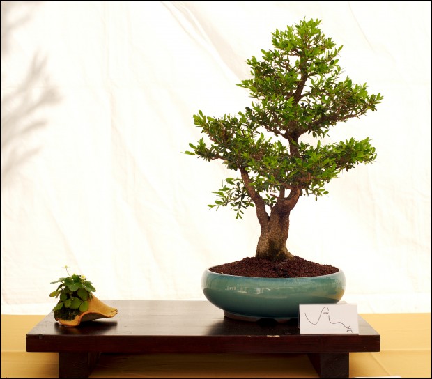 Bring a Tiny Nature in Your Home with Bonsai