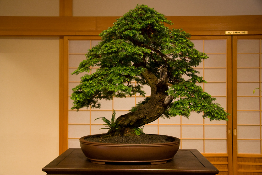 Bring a Tiny Nature in Your Home with Bonsai