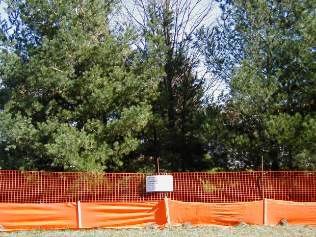 Treatment of Injured Trees After Construction Activities