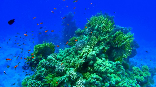 Sharm el-Sheikh - Favourite Spot for Scuba Divers