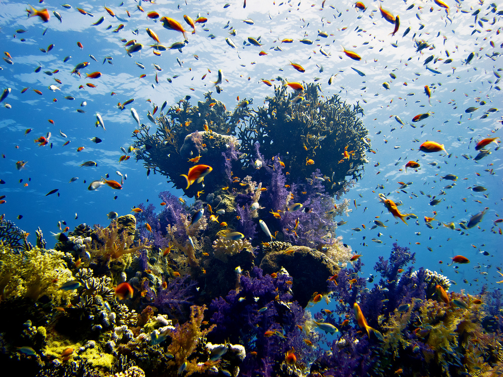 Sharm el-Sheikh – Favourite Spot for Scuba Divers