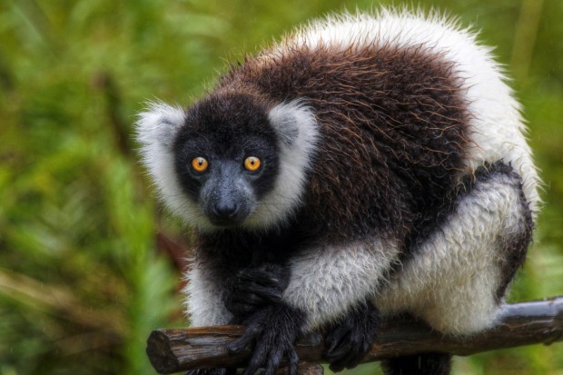 Madagascar - For Those Who Want More Than Ordinary Holiday