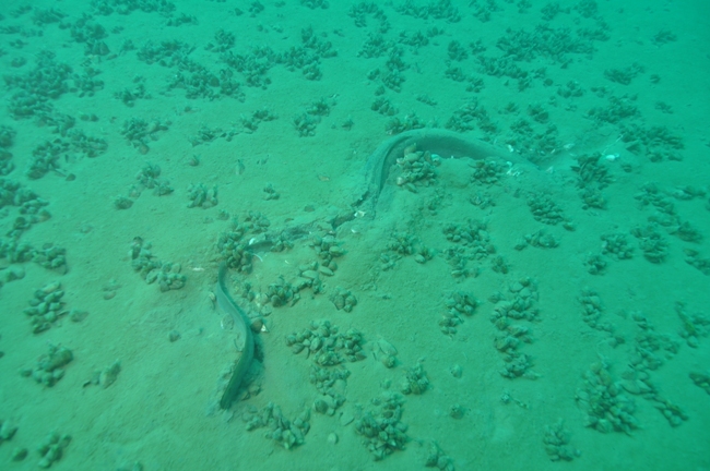 Uhor Discover the Magical World Underneath the Lake Ohrid ...