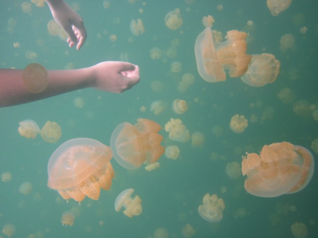 How Would You Feel to Swim in a Lake With a Million Jellyfish?