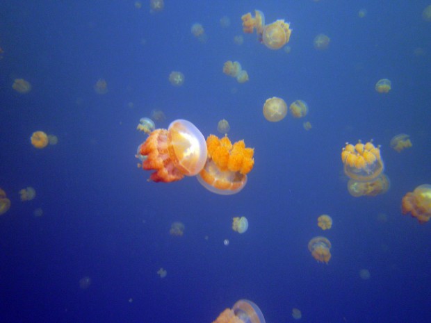 How Would You Feel to Swim in a Lake With a Million Jellyfish?