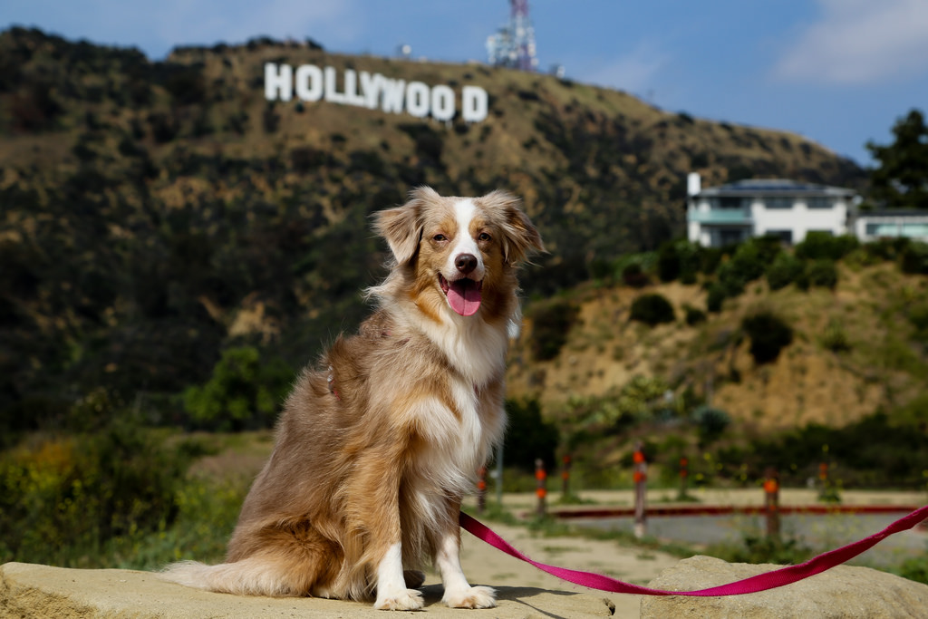 Watch Out! Wonderful places Where You Can Take Your Canine Companion