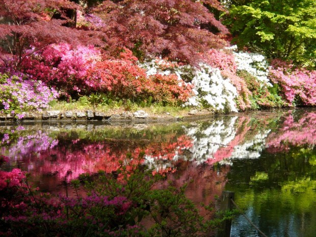 Wonderful Nature Relaxing in The Exbury Gardens Wonderful Nature Relaxing in The Exbury Gardens