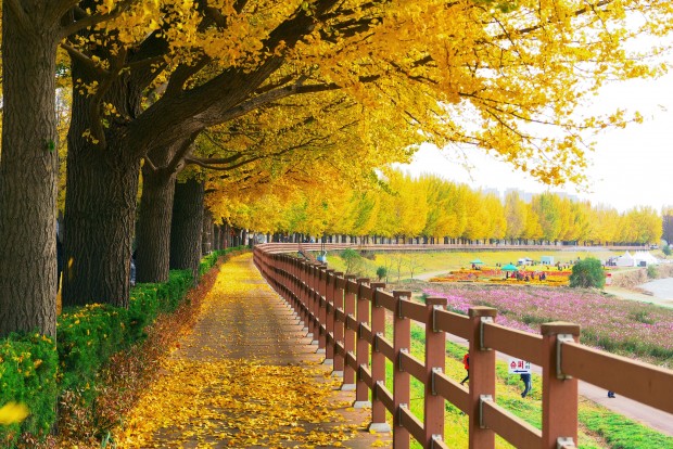 Chinese Ginkgo Tree Is a Symbol of Autumn And Long Life Chinese Ginkgo Tree Is a Symbol of Autumn And Long Life