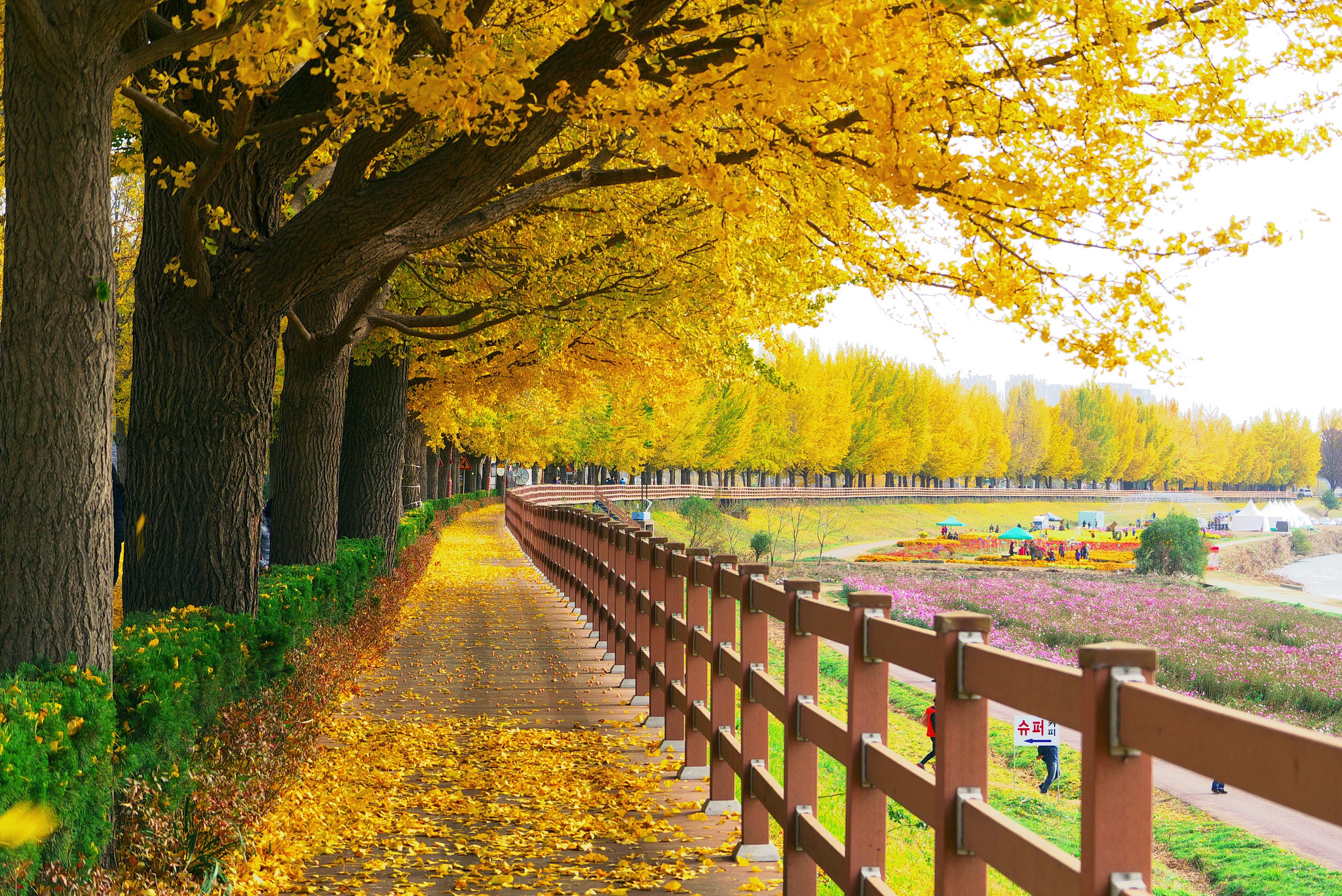 Chinese Ginkgo Tree Is a Symbol of Autumn And Long Life