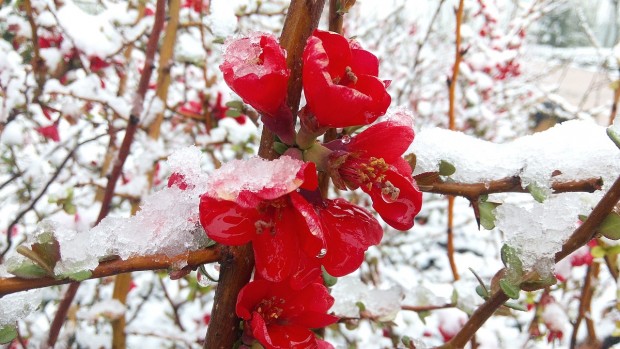 How To Make The Most Of A Winter Garden