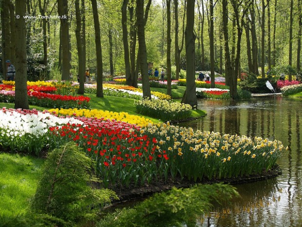 Keukenhof Flower Garden - a Kingdom of Tulips Keukenhof Flower Garden - a Kingdom of Tulips