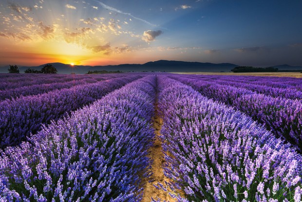 Smell The Spring of Magic And Violet Provence in France Smell The Spring of Magic And Violet Provence in France