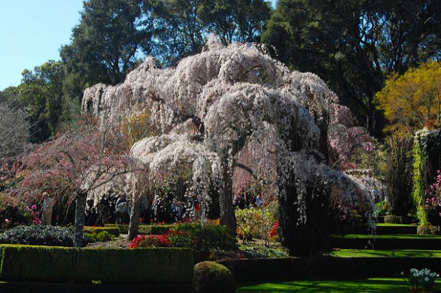 Filoli Paradise Garden Filoli Paradise Garden