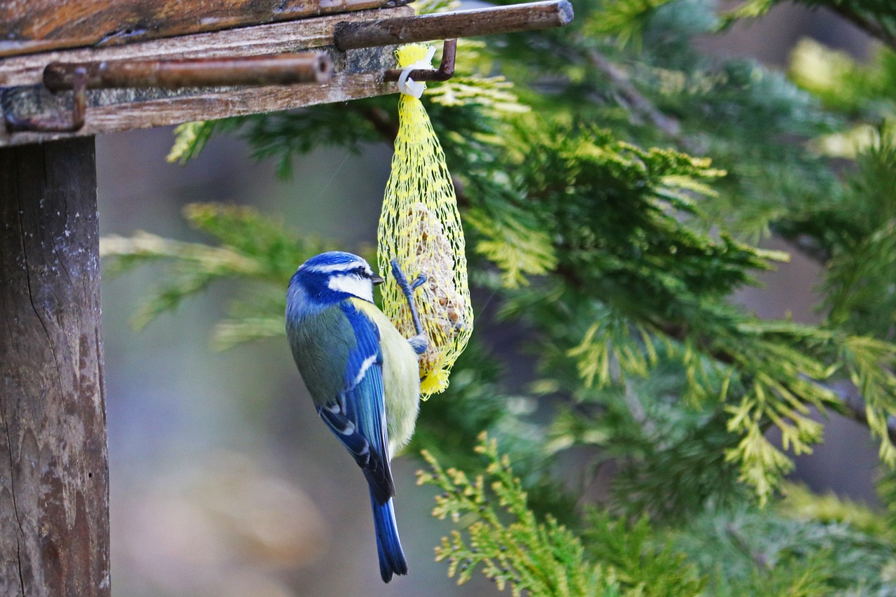 5 Beautiful Birds that you can Photograph in Your Garden