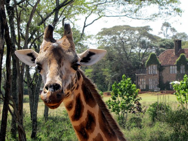 Have Fun With Giraffes In The Hotel Giraffe Manor Have Fun With Giraffes In The Hotel Giraffe Manor