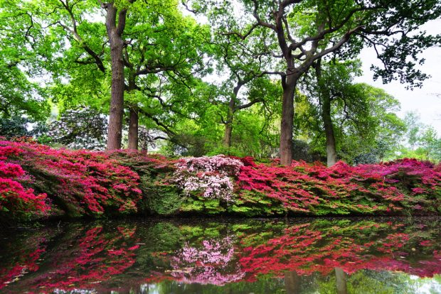 The-Isabella-Plantation-620x414 Ideal Places in London for Romantic Walks