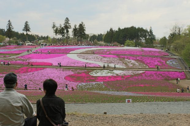 Hitsujiyama Park – Pink Part Of The World Hitsujiyama Park – Pink Part Of The World