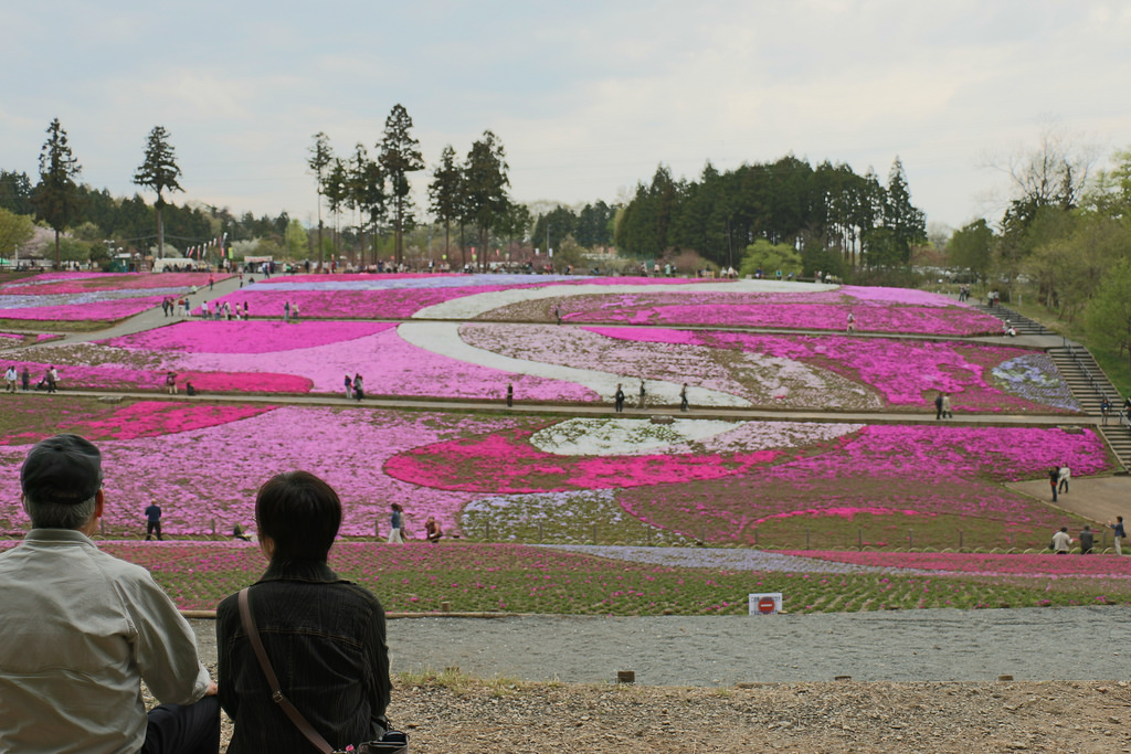 Hitsujiyama Park – Pink Part Of The World