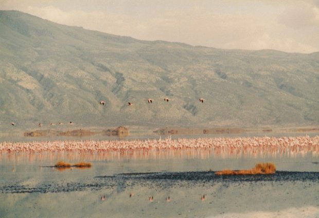 Birds Turned Into Statues At Lake Natron Birds Turned Into Statues At Lake Natron