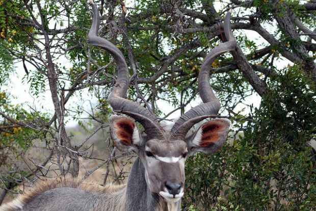 Go To National Park Kruger To Feel The Atmosphere Of African Nature Go To National Park Kruger To Feel The Atmosphere Of African Nature