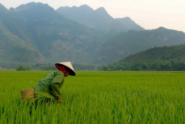 Experience Vietnam through the Wine Path