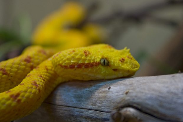 Ilha De Queimada Grande – Deadly Island Full With Snakes