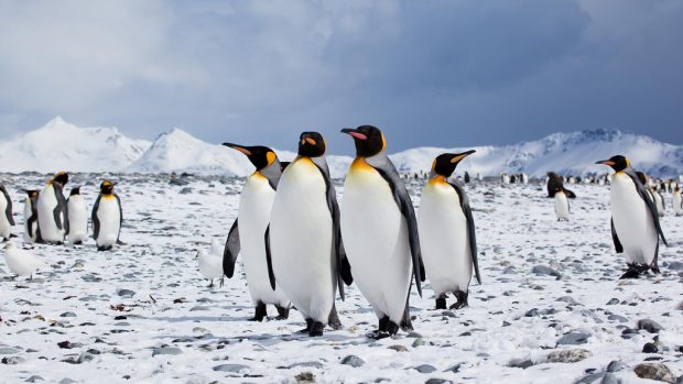 5 Activities to try only in Antarctica 5 Activities to try only in Antarctica